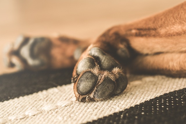 Paw-some Care: A Comprehensive Guide to Caring for Your Dog’s Paws