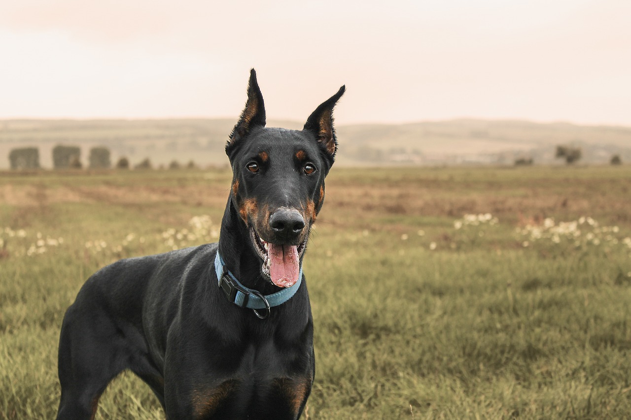 Top 10 Popular Dog Breeds If You Are Looking For A Security Dog