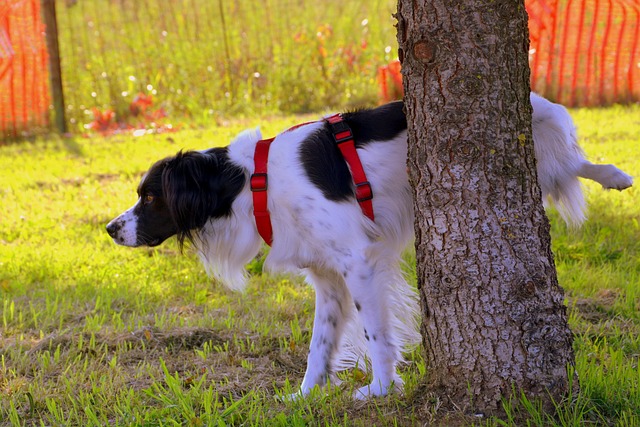 6 Simple Steps: How to Train Your Puppy to Pee Outside