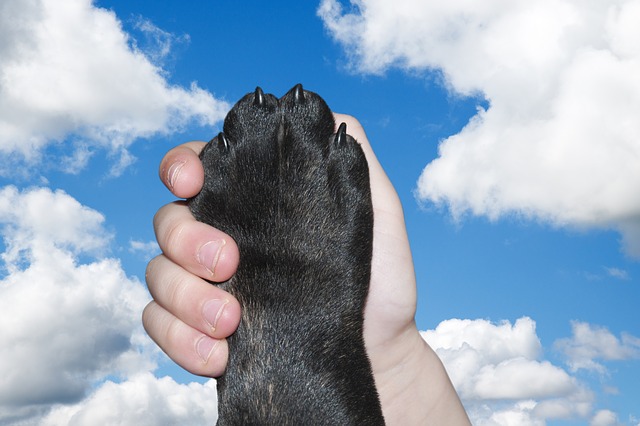 Step by Step: How to Trim Your Dog’s Nails Safely and Effectively