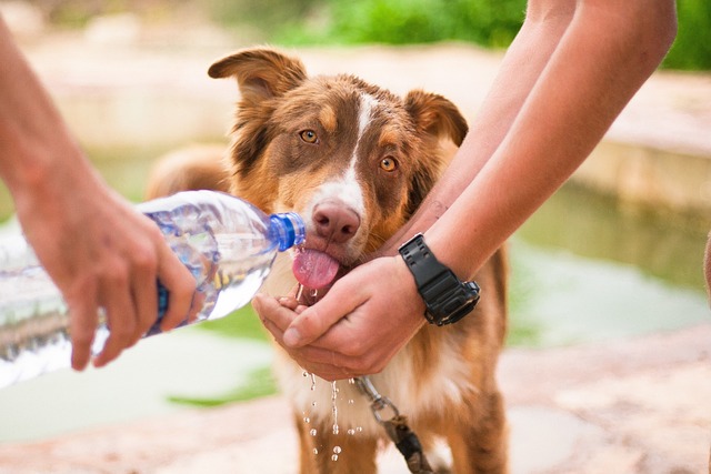 A Guide to Understanding Allergies and Skin Care for Dogs