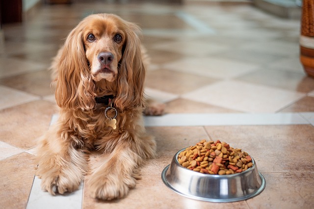 The Ultimate Guide to a Balanced Diet for Your Dog