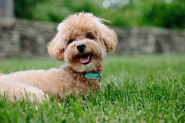 10 Most Adorable and Fluffy Dog Breeds