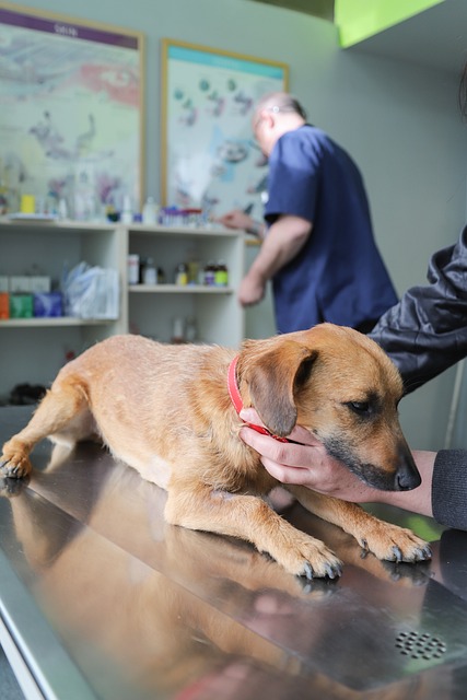 Complete Guide to Dog Vaccinations: What, When, and How